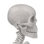 male female skeletons 3d blend