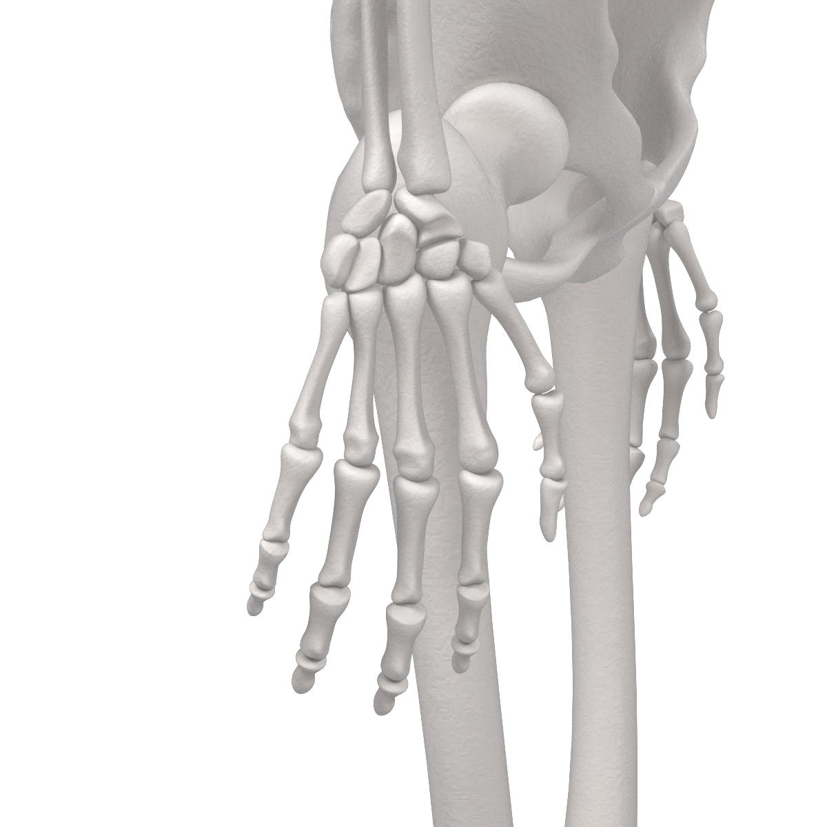 male female skeletons 3d blend