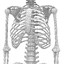 male female skeletons 3d blend