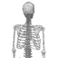 3d model female skeleton