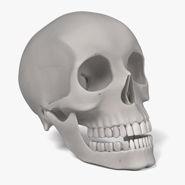 Female Skull 3d Model