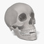 female skull 3d model