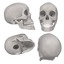 3d female male skulls