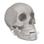 3d female male skulls