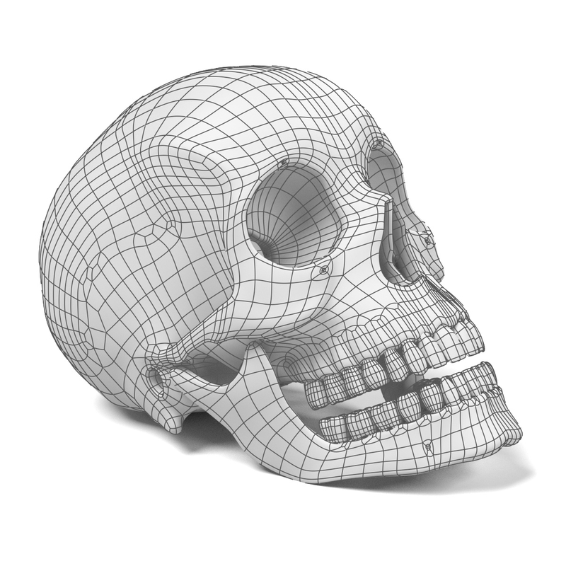 female skull 3d model