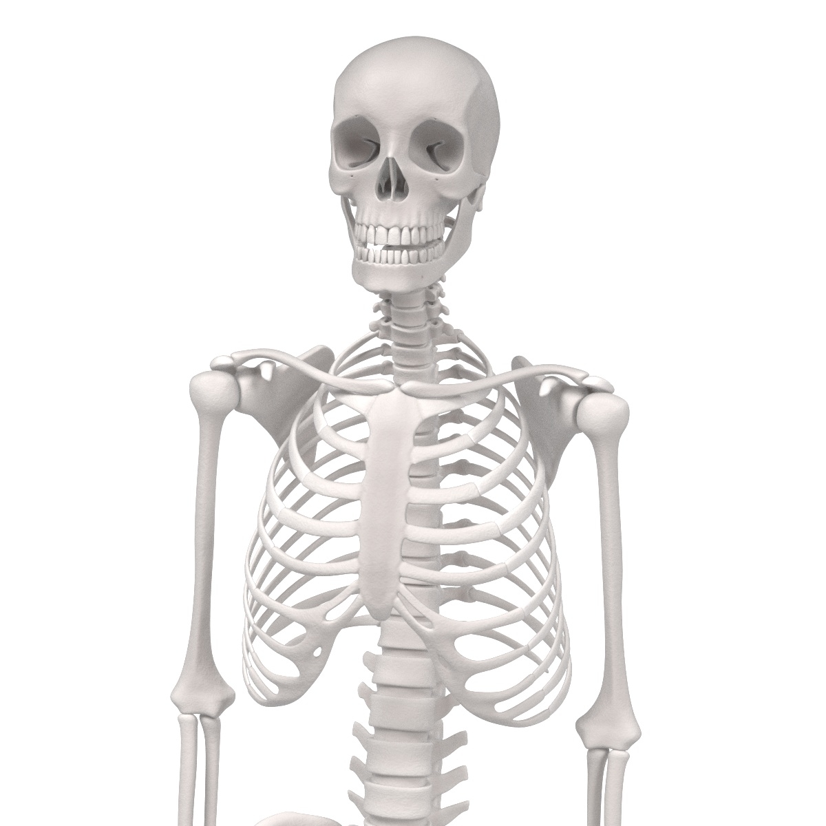 male female skeletons 3d blend