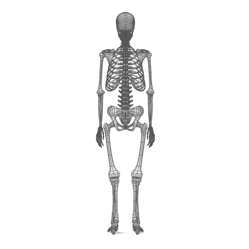 human skeleton obj