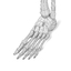 3d leg bones model