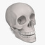 male skull 3d model