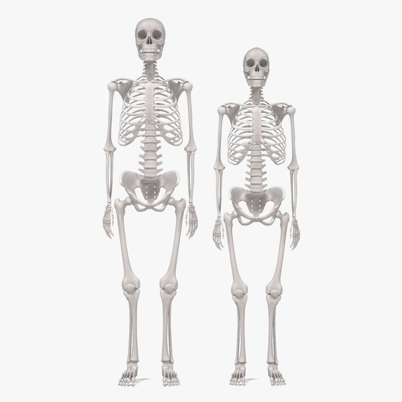 Male Skeleton 64