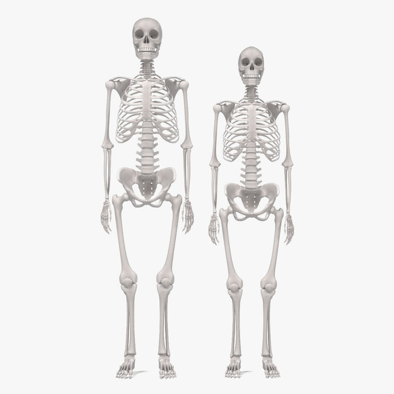 male-female-skeletons-3d-blend