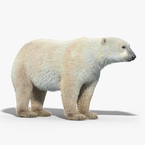 polar bear fur 3d model