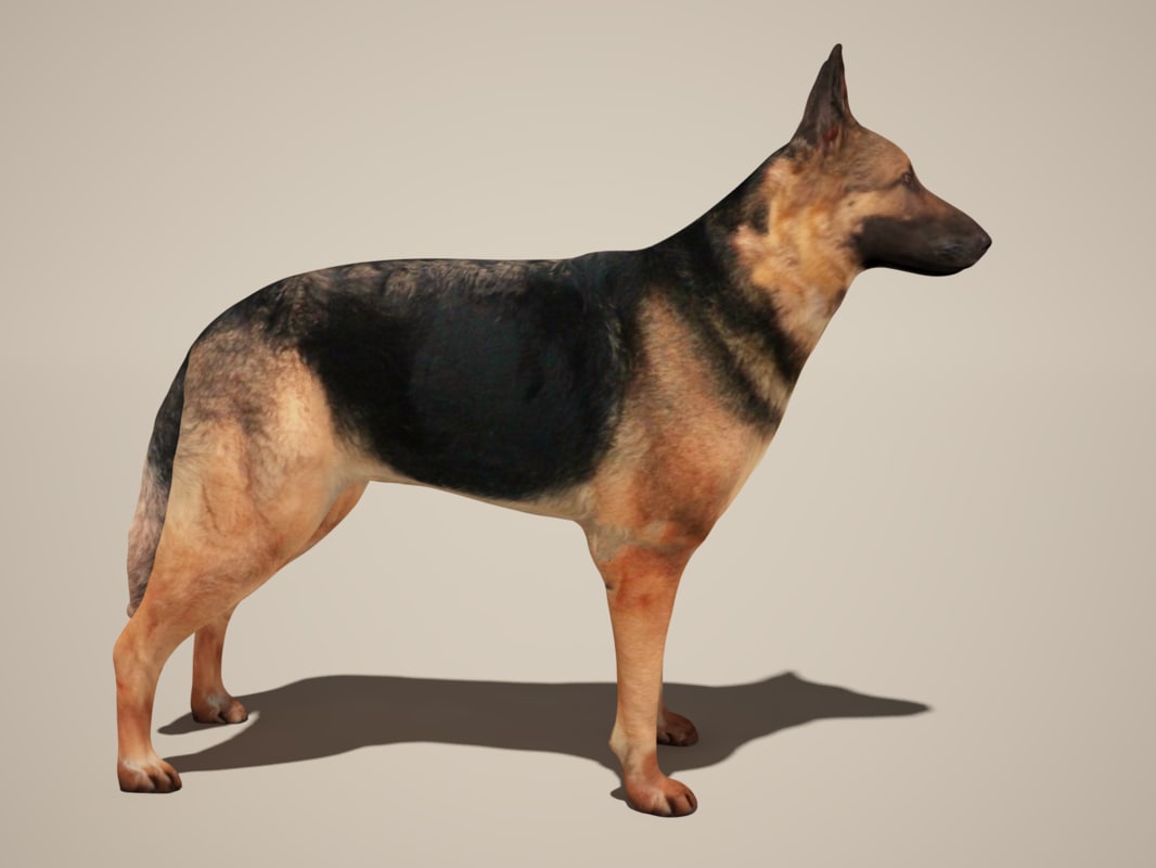 3d model dog german shepherd