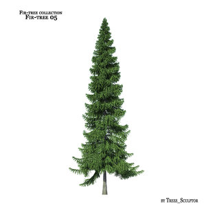 fir-tree tree 3d model