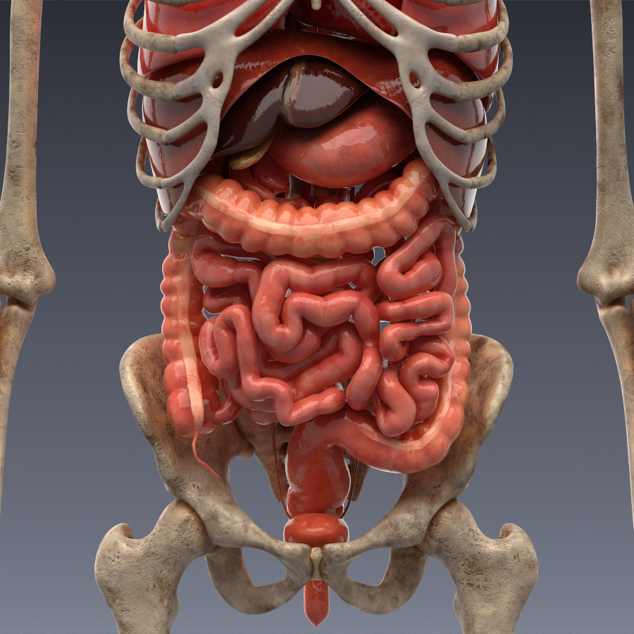 3D-Modell Menschliche Anatomie: Animiertes Skelett Und Innere Organe ...