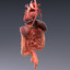 realistic human internal organs 3d model