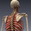 realistic human internal organs 3d model