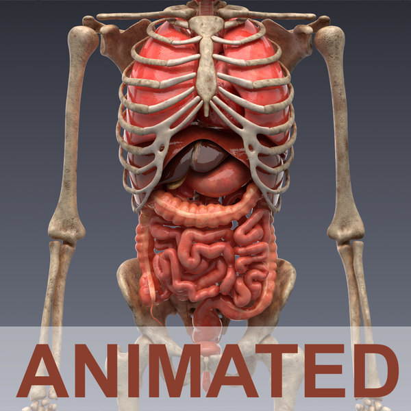 Realistic Human Internal Organs 3d Model