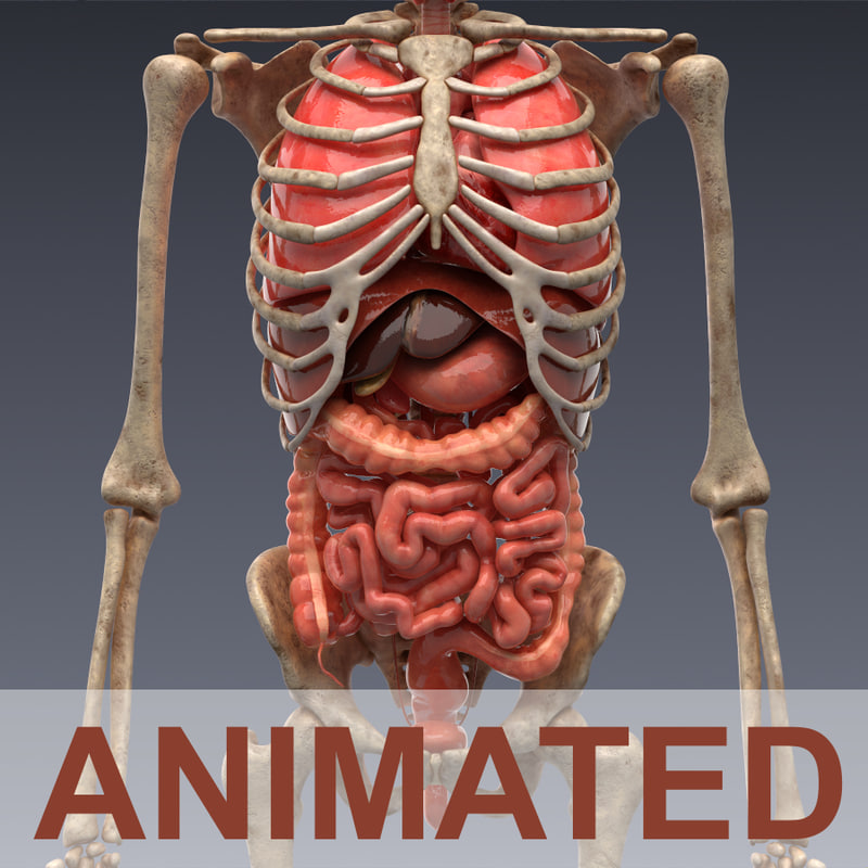 realistic human internal organs 3d model