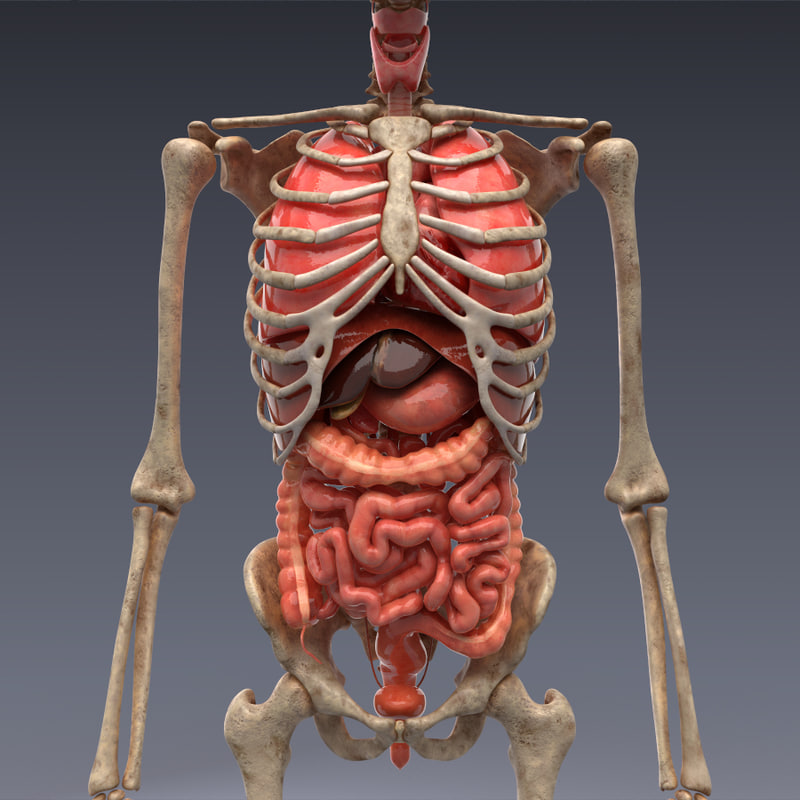 Realistic Human Internal Organs 3d Model