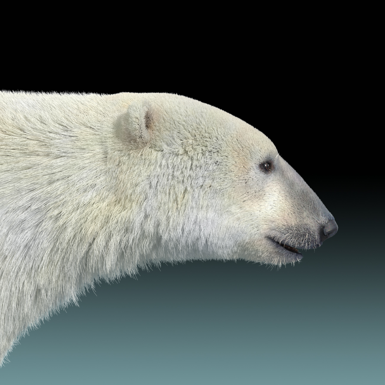 北极熊(fur)(rigged)3d模型