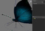butterfly rigged obj