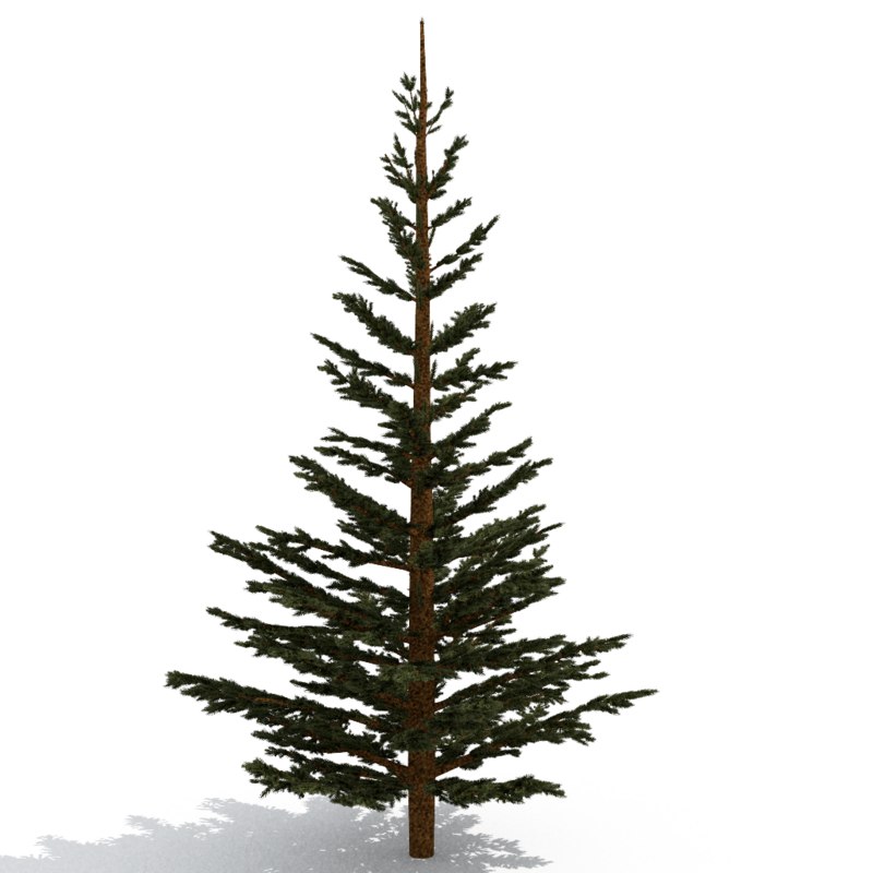 3d Pinetree Tree Model