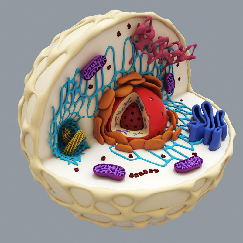Human Cell Structure 3d Model
