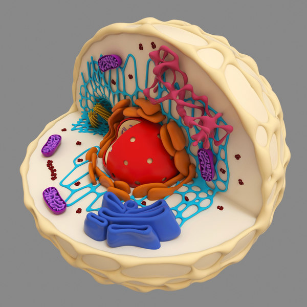 3d model cell