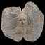 3d model ancient bust dionysus