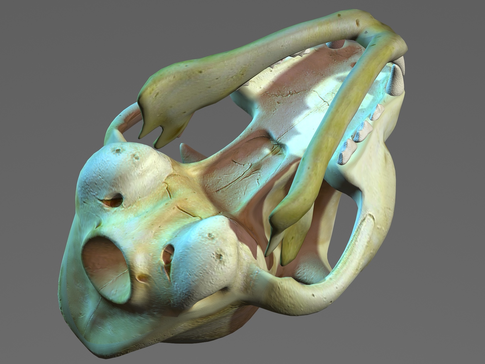 猫头骨3d模型