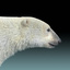 3d polar bear fur hair animation