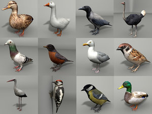 birds 12 3d model