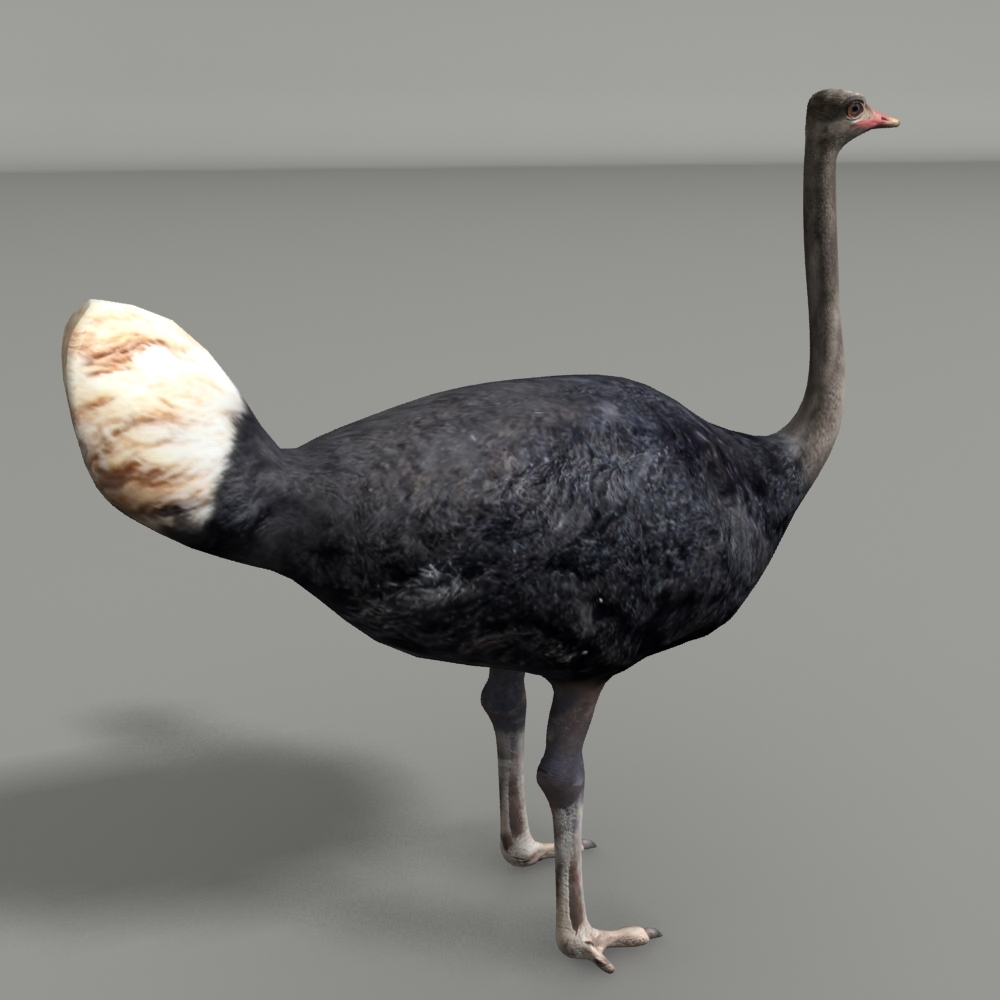 birds 12 3d model