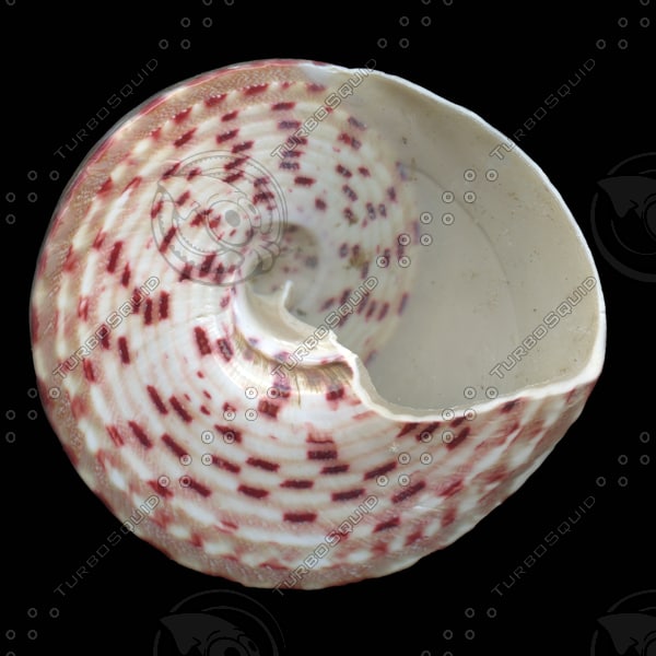 Texture PNG Shell Pearl Sea