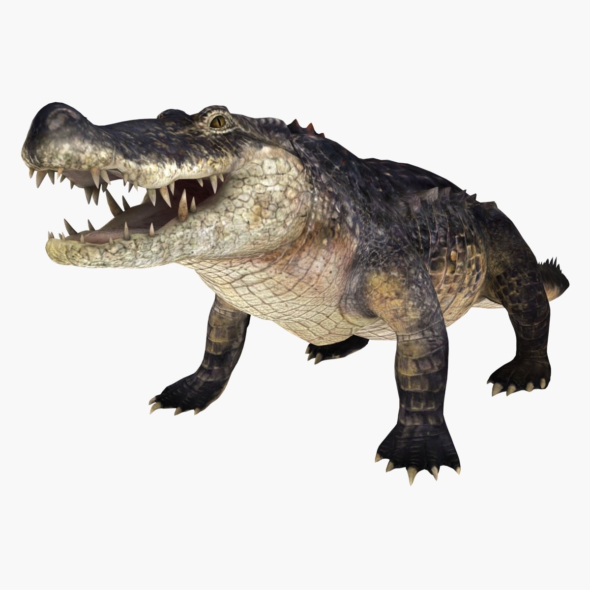 3d model crocodile alligator animation