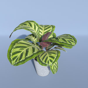3d model calathea rosea picta indoor
