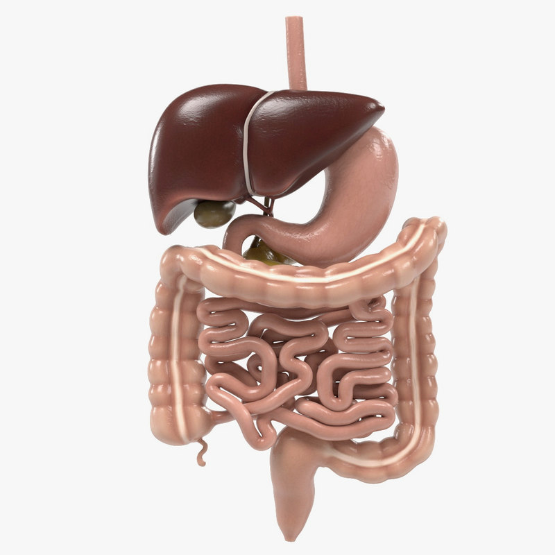 Digestive System Diagram 3d Model Digestive-system 3d Models