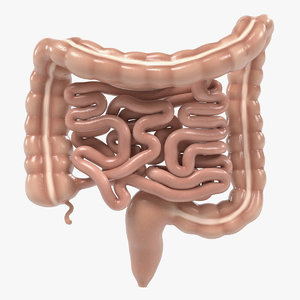 3d intestines model