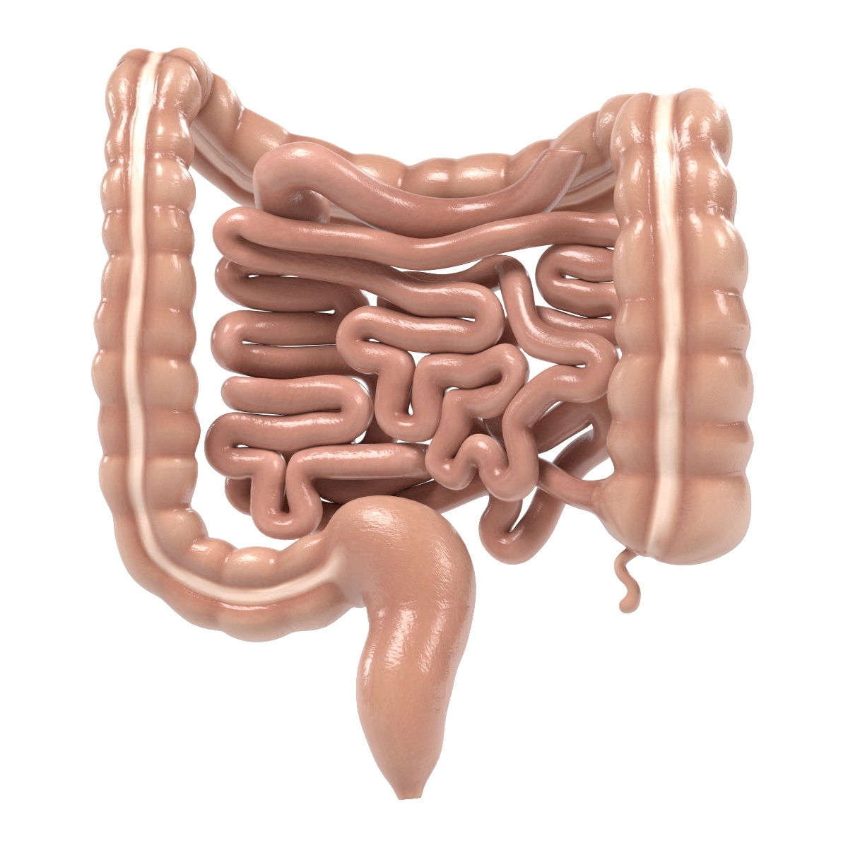 3d intestines model