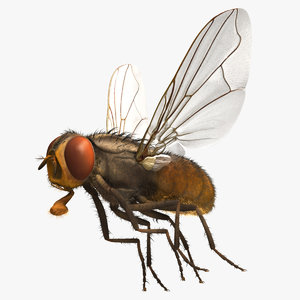 3d musca domestica house fly