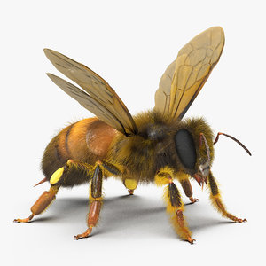 bee rigged 3d max