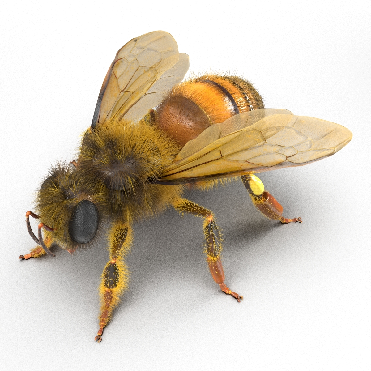 bee rigged3d模型