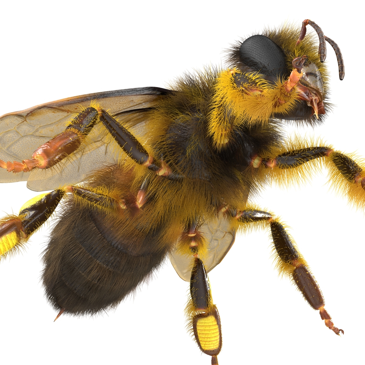 bee rigged 3d max