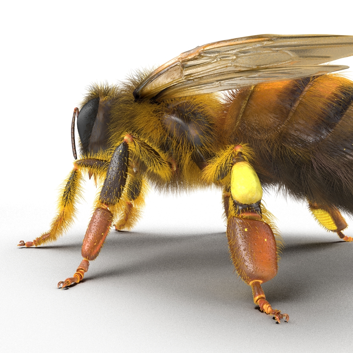 bee rigged3d模型