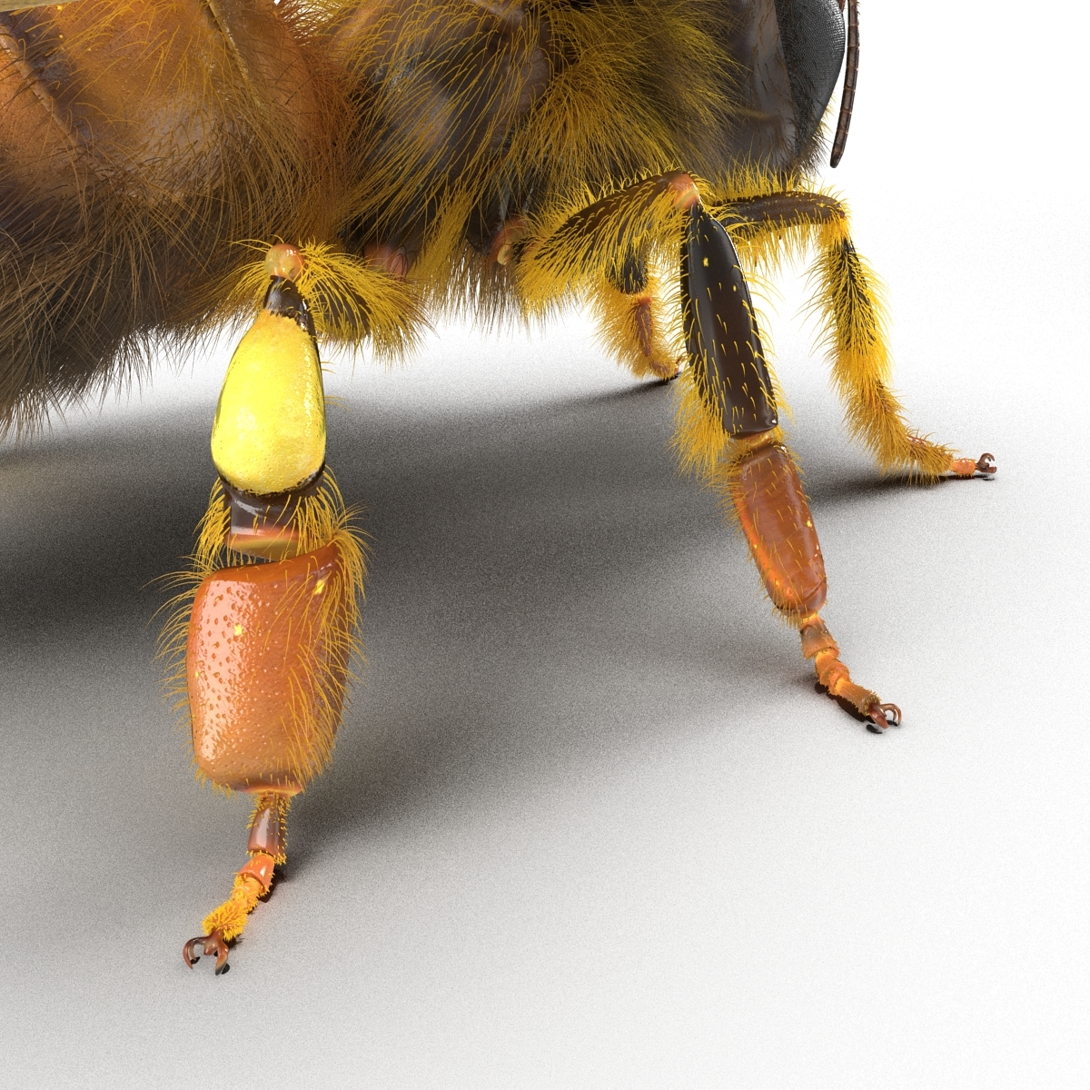 bee rigged3d模型