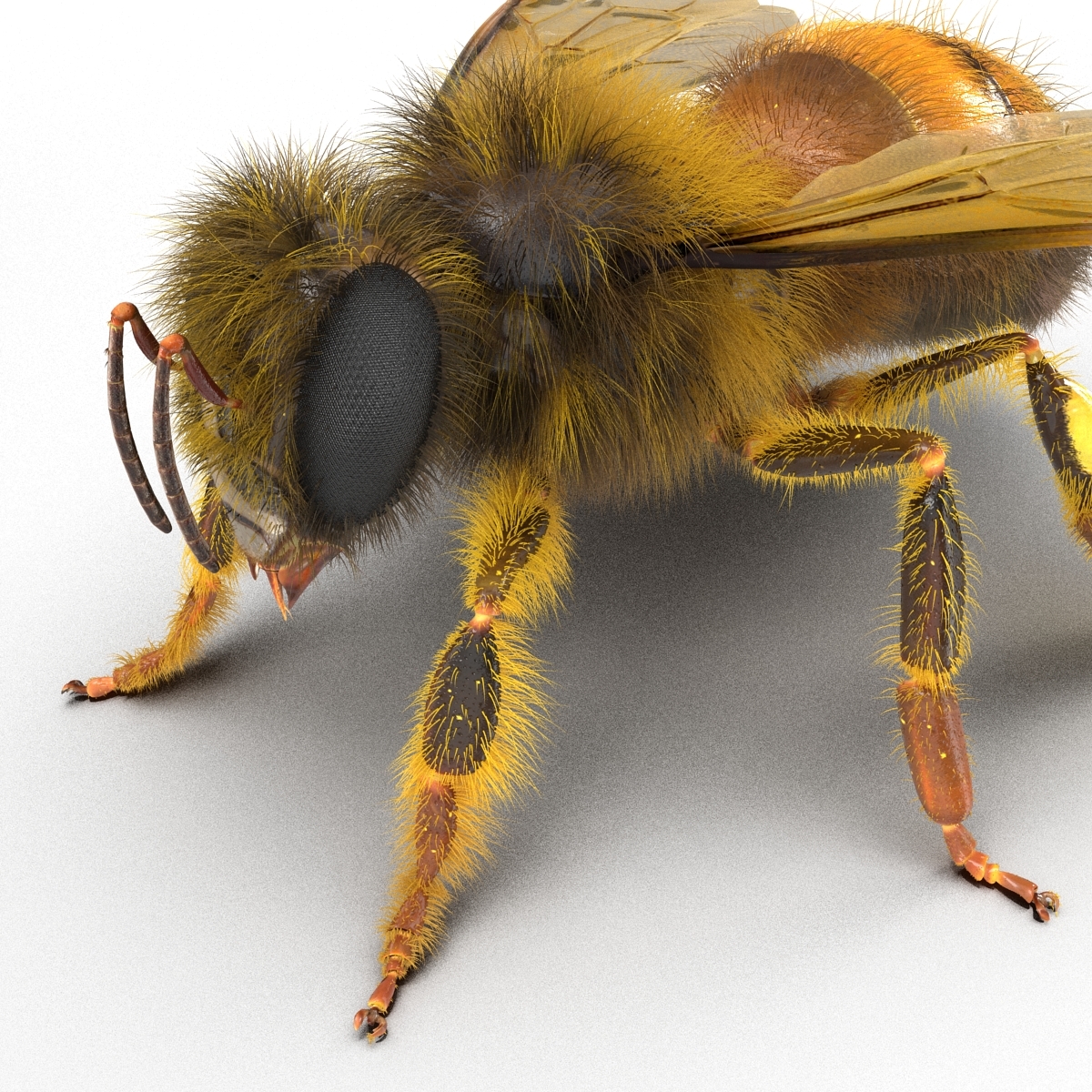 bee rigged3d模型