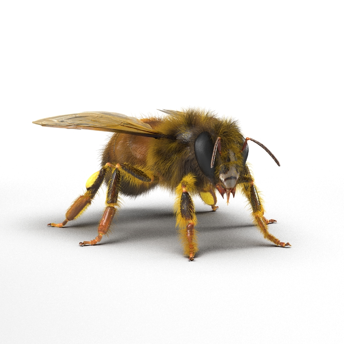 bee rigged3d模型