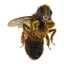 bee pose 3 3d max