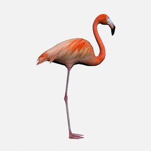american flamingo 3d model
